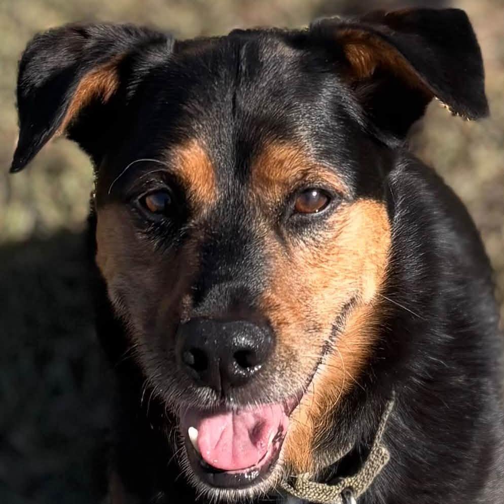Kohlrabi--In Foster***ADOPTION PENDING***, Adoptable, Senior Male Dachshund & Beagle.