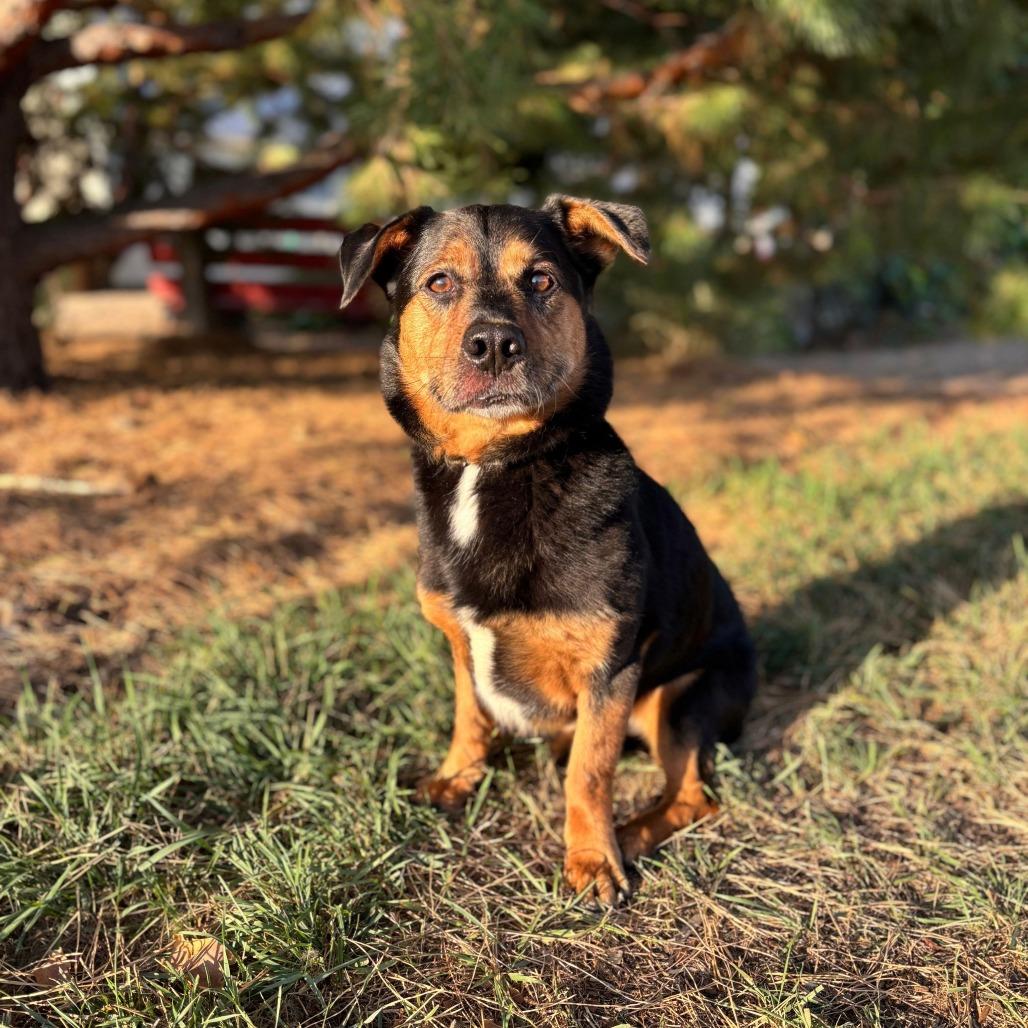 Enlarge Kohlrabi--In Foster***ADOPTION PENDING***, a Adoptable mixed breed in Fargo, ND image 2/6