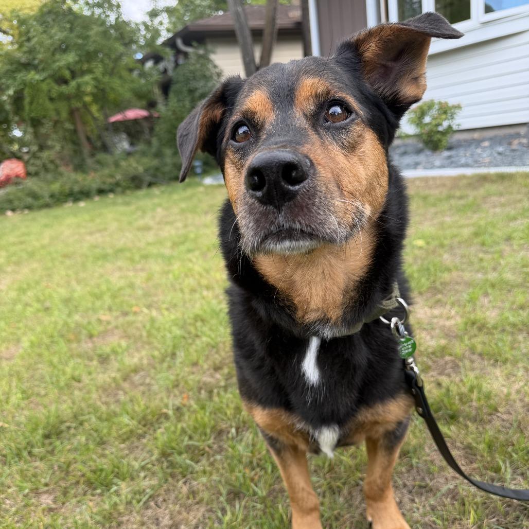 Enlarge Kohlrabi--In Foster***ADOPTION PENDING***, a Adoptable mixed breed in Fargo, ND image 3/6