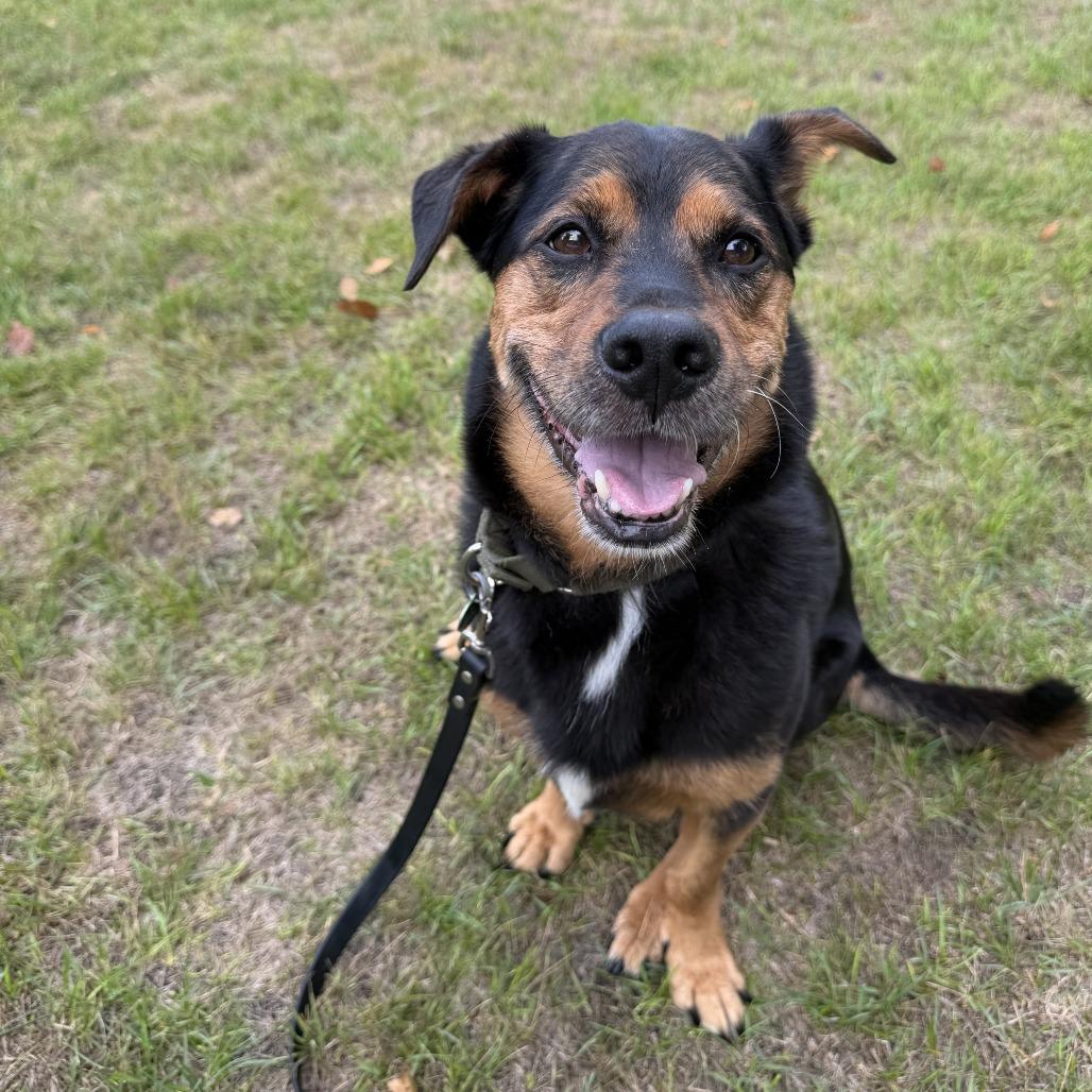 Enlarge Kohlrabi--In Foster***ADOPTION PENDING***, a Adoptable mixed breed in Fargo, ND image 4/6