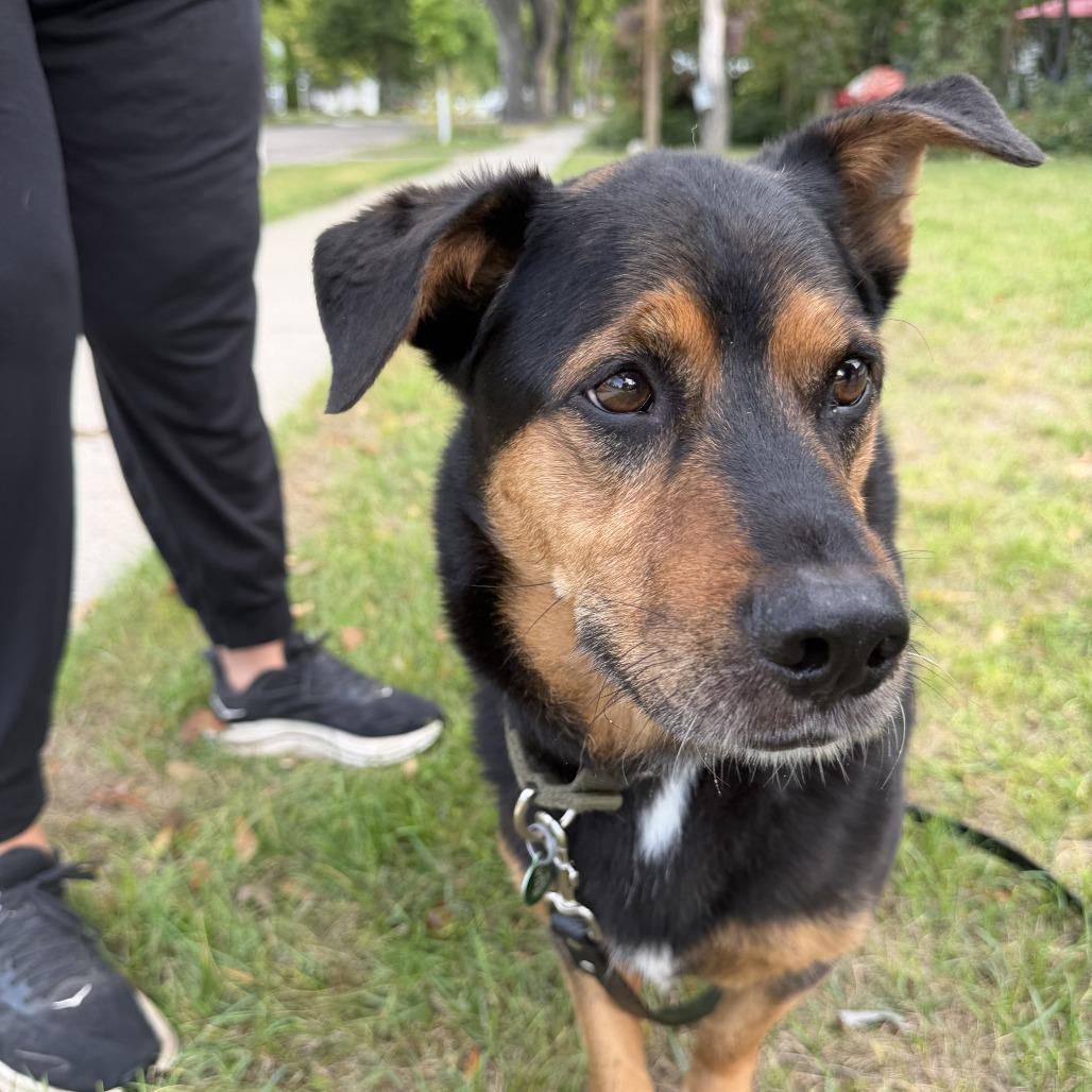 Enlarge Kohlrabi--In Foster***ADOPTION PENDING***, a Adoptable mixed breed in Fargo, ND image 5/6