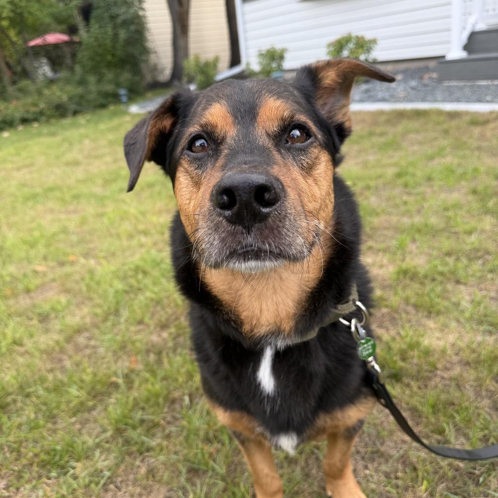 Enlarge Kohlrabi--In Foster***ADOPTION PENDING***, a Adoptable mixed breed in Fargo, ND image 6/6