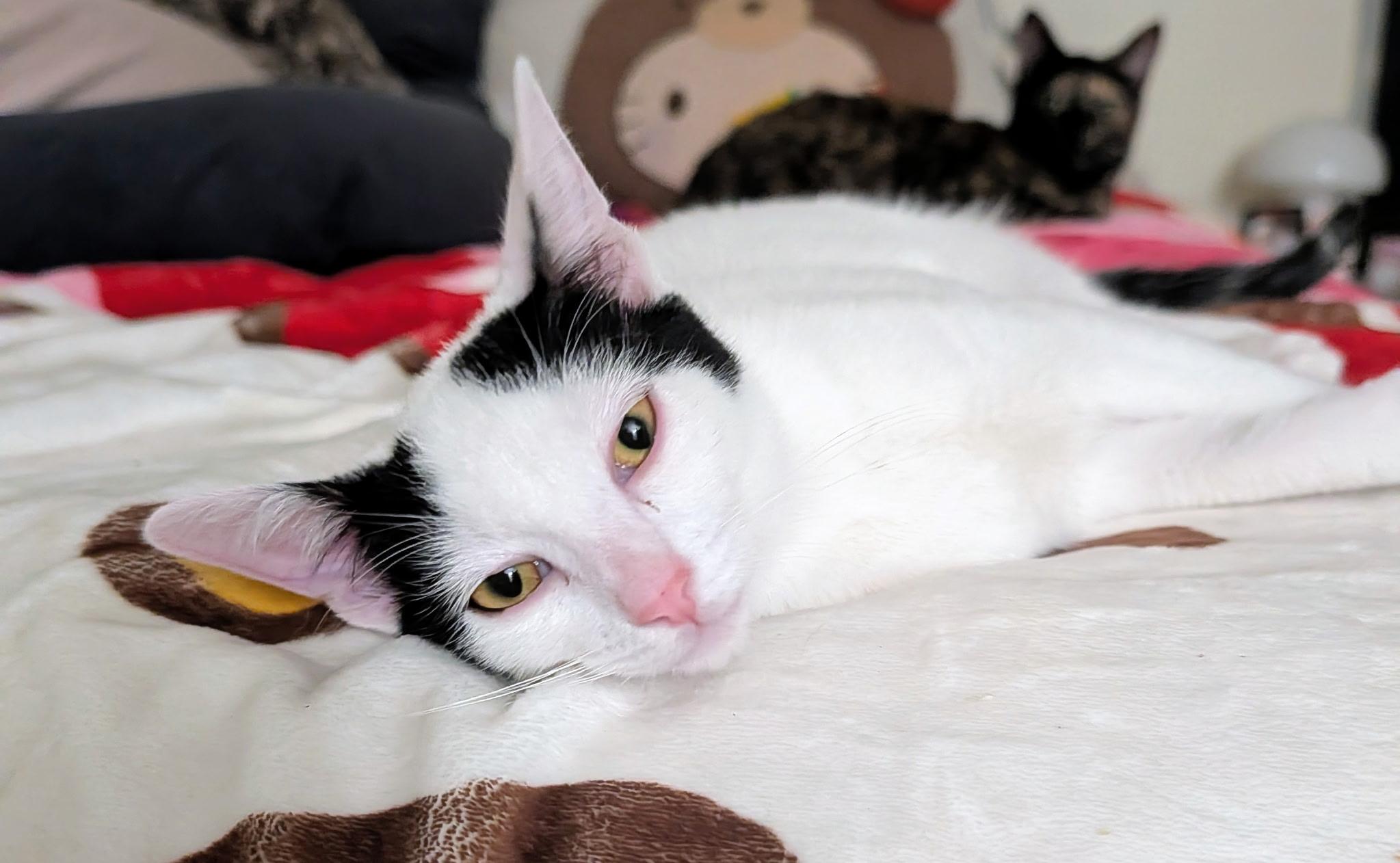 Castor, a Adoptable Domestic Short Hair in Los Alamitos, CA image 1/4