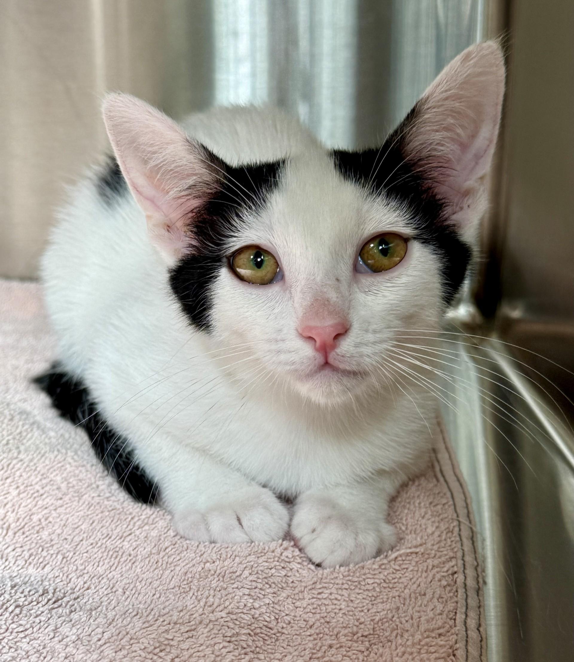 Castor, a Adoptable Domestic Short Hair in Los Alamitos, CA image 4/4