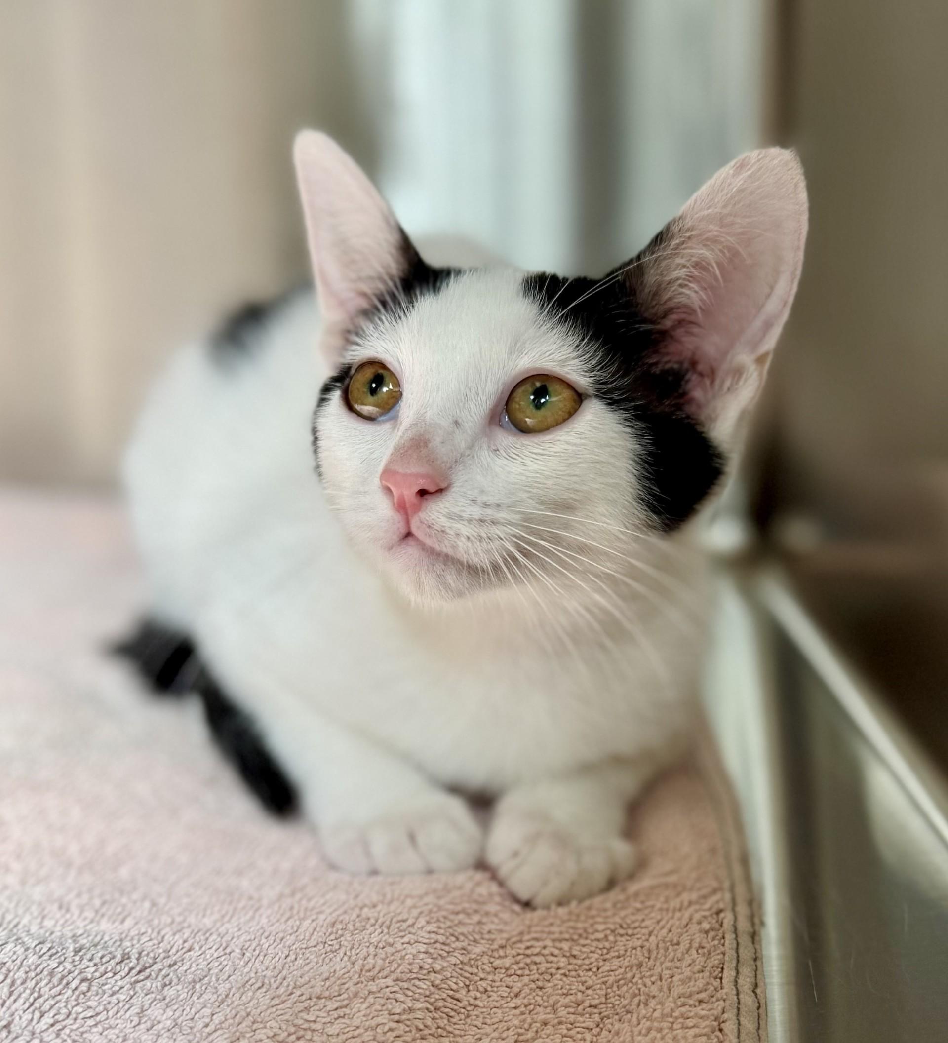 Castor, a Adoptable Domestic Short Hair in Los Alamitos, CA image 2/4