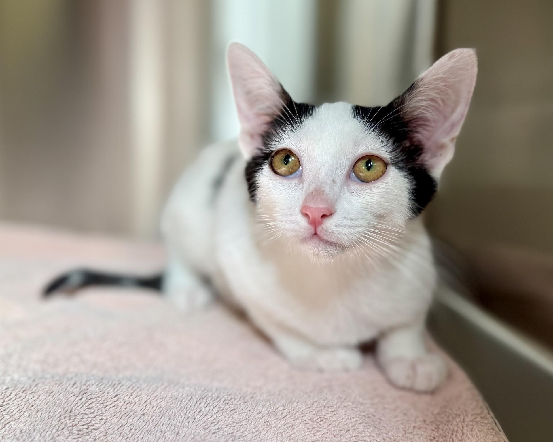 Castor, a Adoptable Domestic Short Hair in Los Alamitos, CA image 3/4