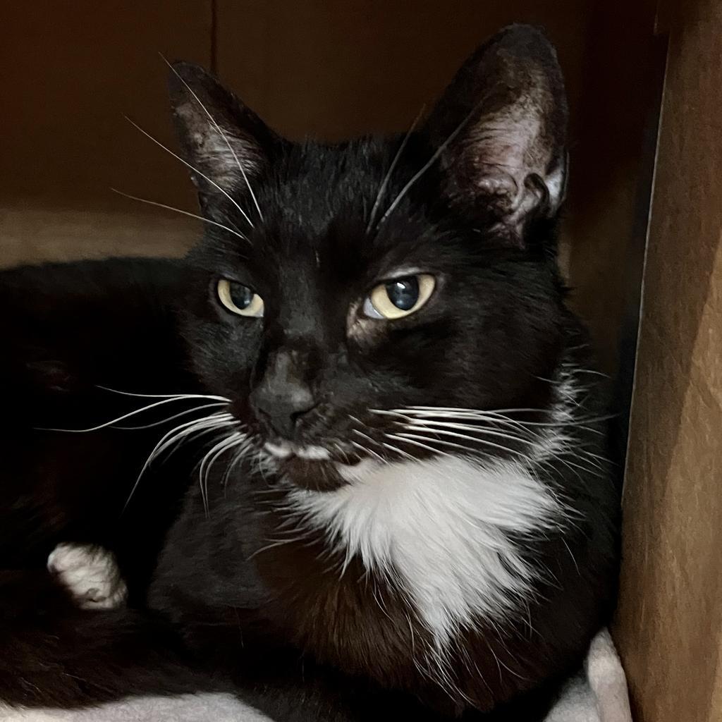 Stash, an adoptable Domestic Short Hair in South Bend, IN, 46614 | Photo Image 6