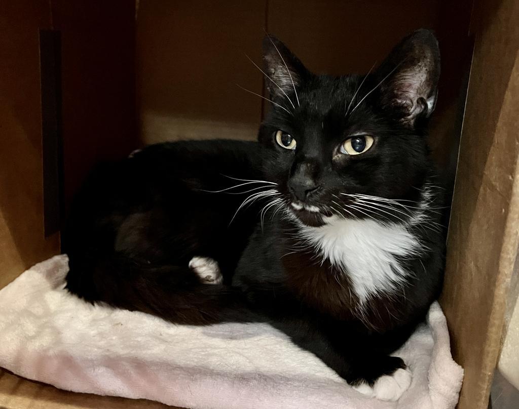 Stash, an adoptable Domestic Short Hair in South Bend, IN, 46614 | Photo Image 2