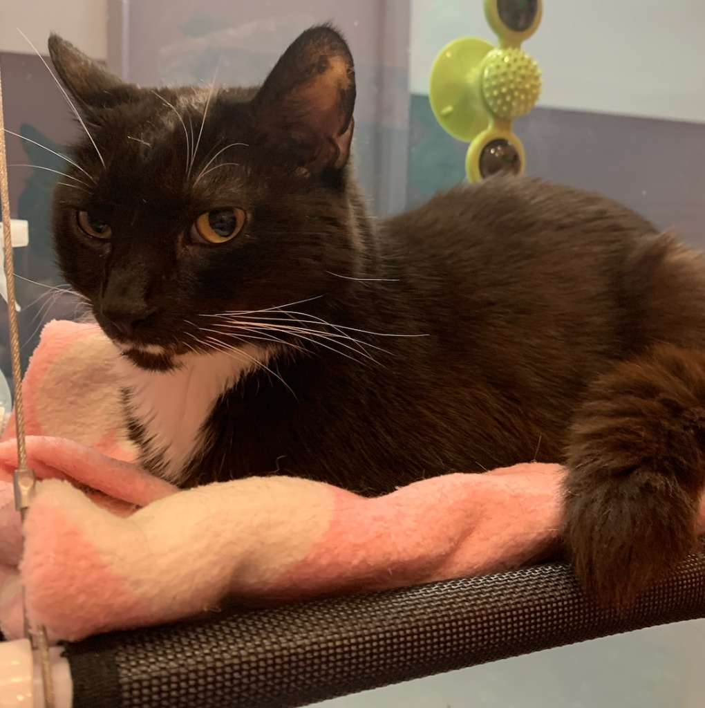 Stash, an adoptable Domestic Short Hair in South Bend, IN, 46614 | Photo Image 9