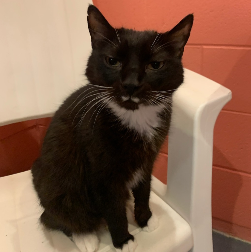 Stash, an adoptable Domestic Short Hair in South Bend, IN, 46614 | Photo Image 8