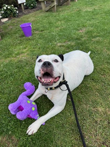 Boss Baby thumbnail 2