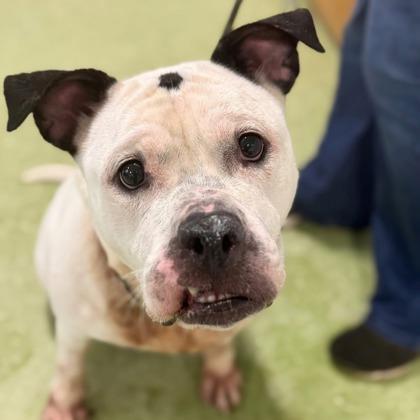 Boss Baby thumbnail 3