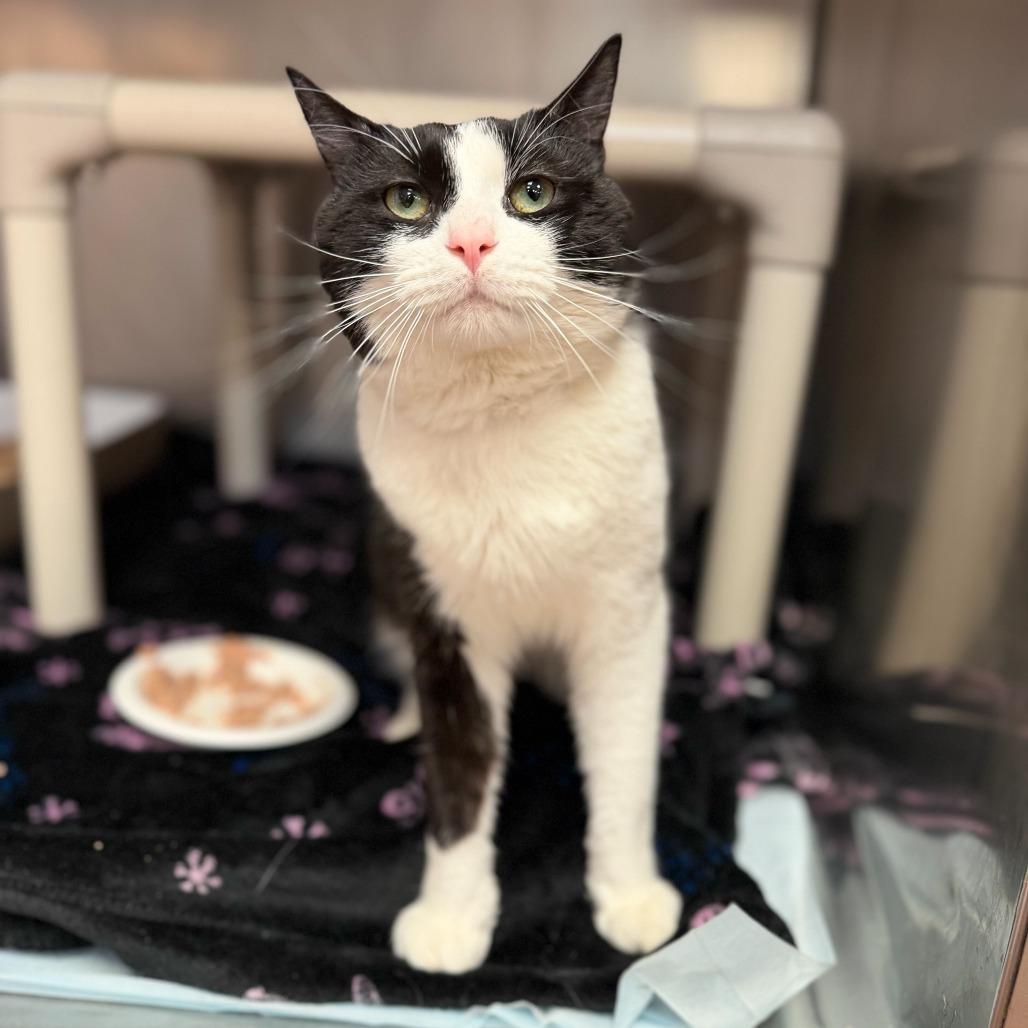 "Hugo", Adoptable, Adult Male American Shorthair.