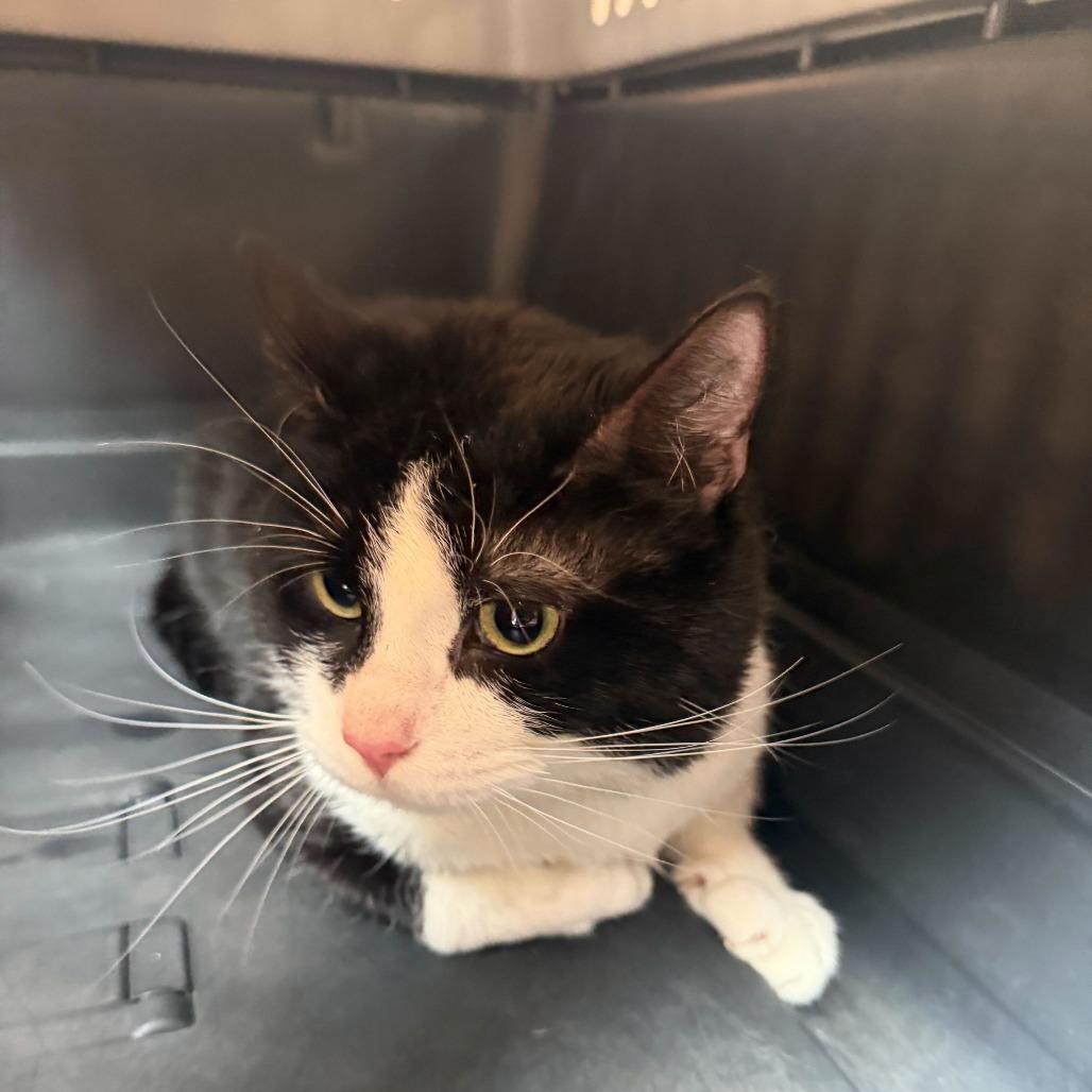 Enlarge "Hugo", a Adoptable American Shorthair in Conshohocken, PA image 2/2