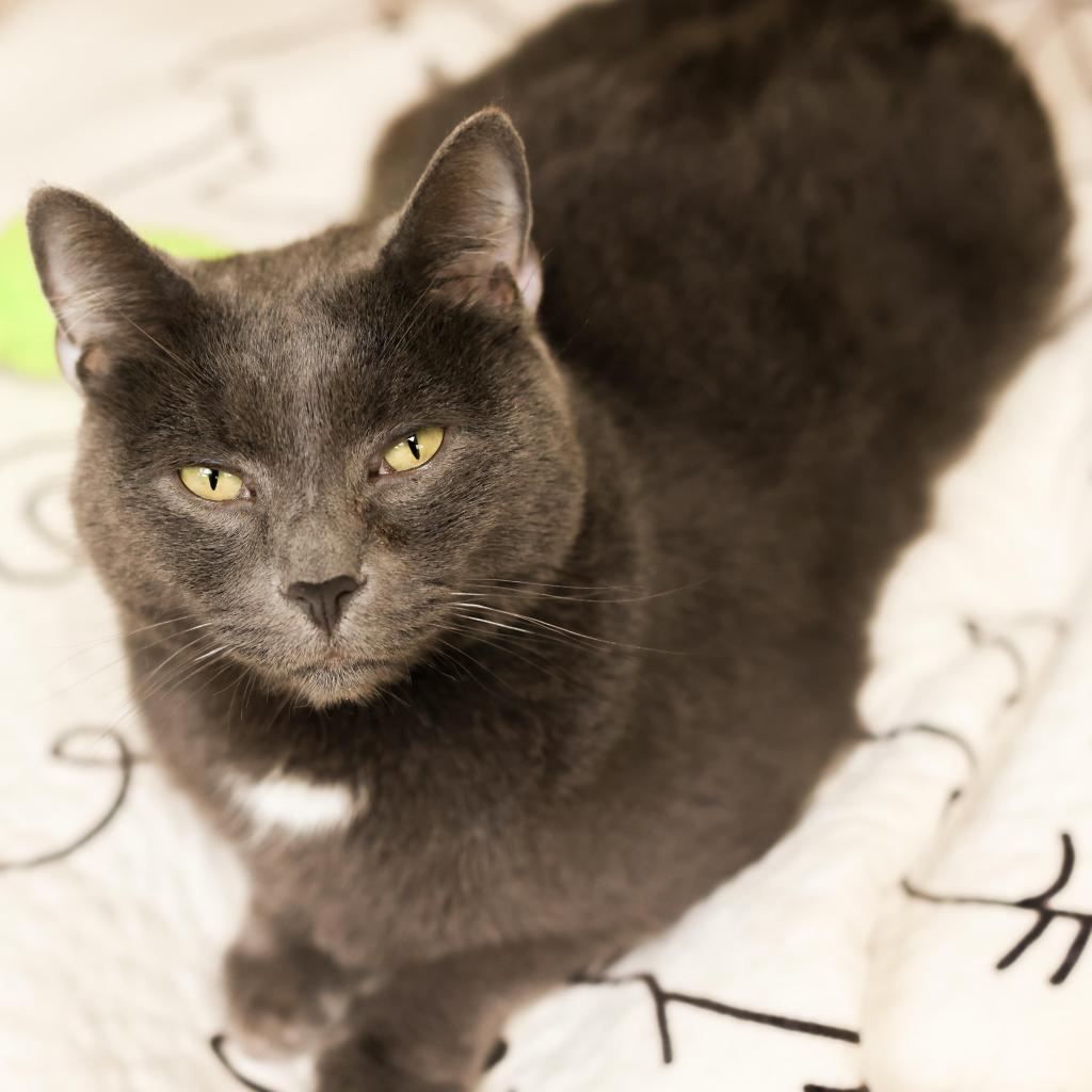 Honor — thumbnail 2