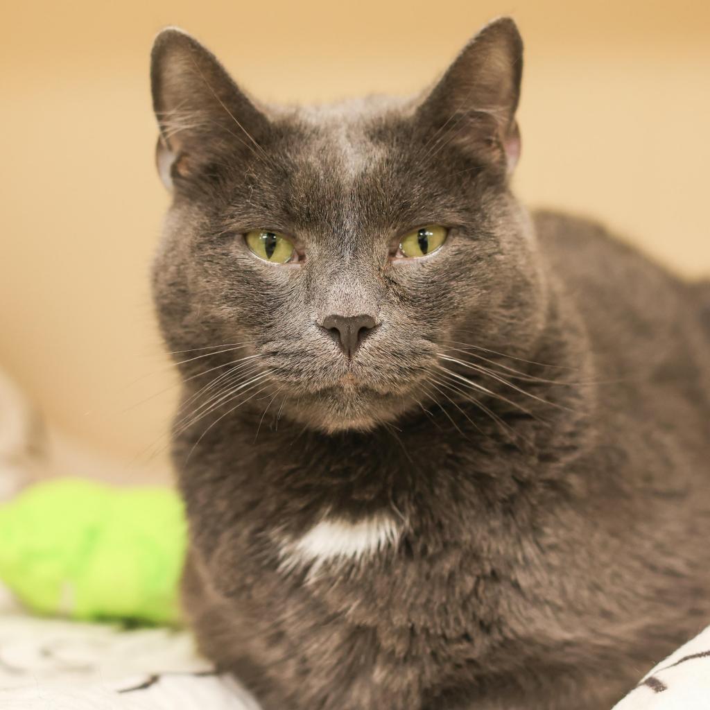 Honor — thumbnail 3