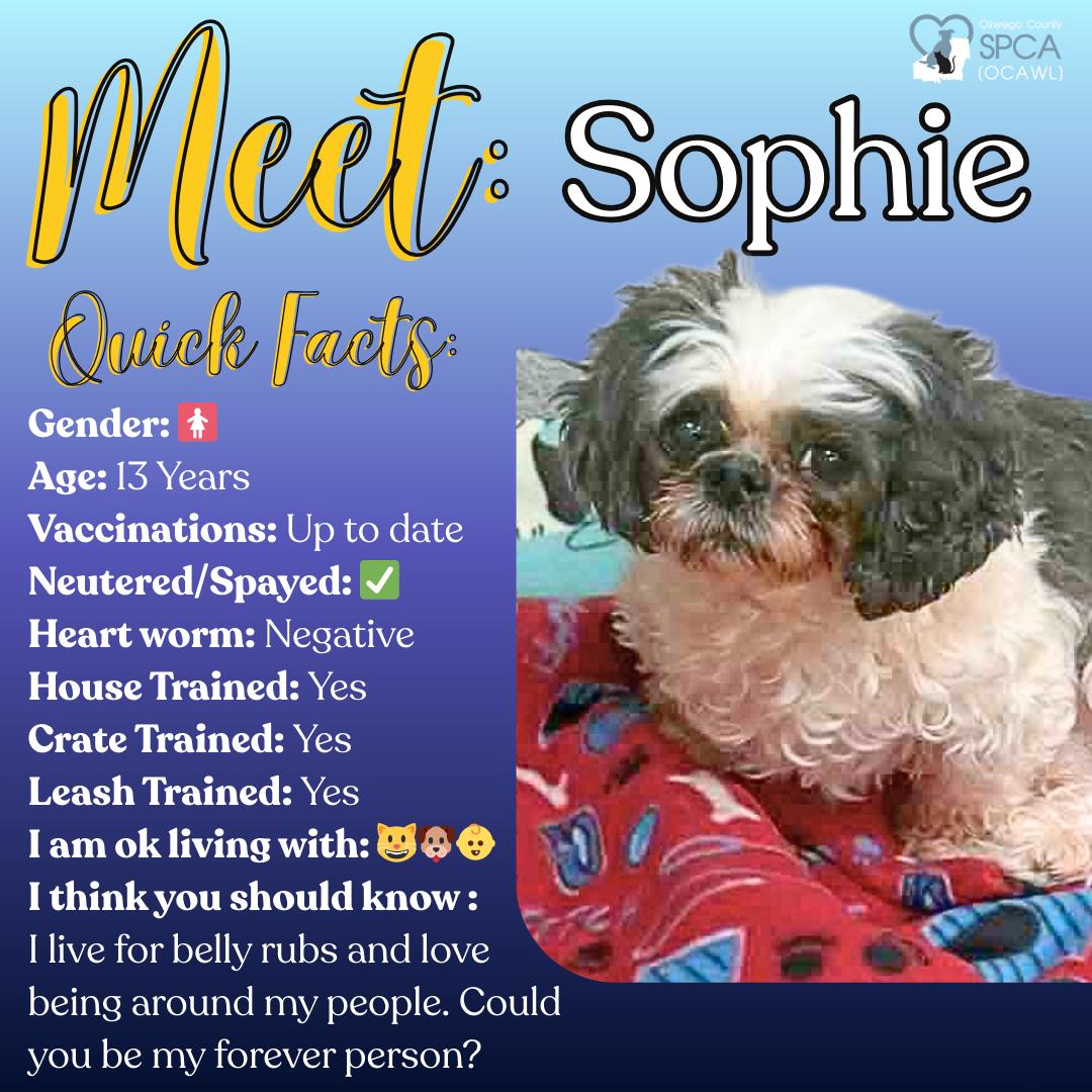 Enlarge Sophie, an adopted Shih Tzu in Fulton, NY image 1/2