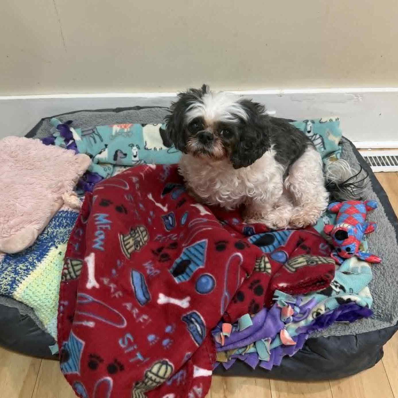 Enlarge Sophie, an adopted Shih Tzu in Fulton, NY image 2/2