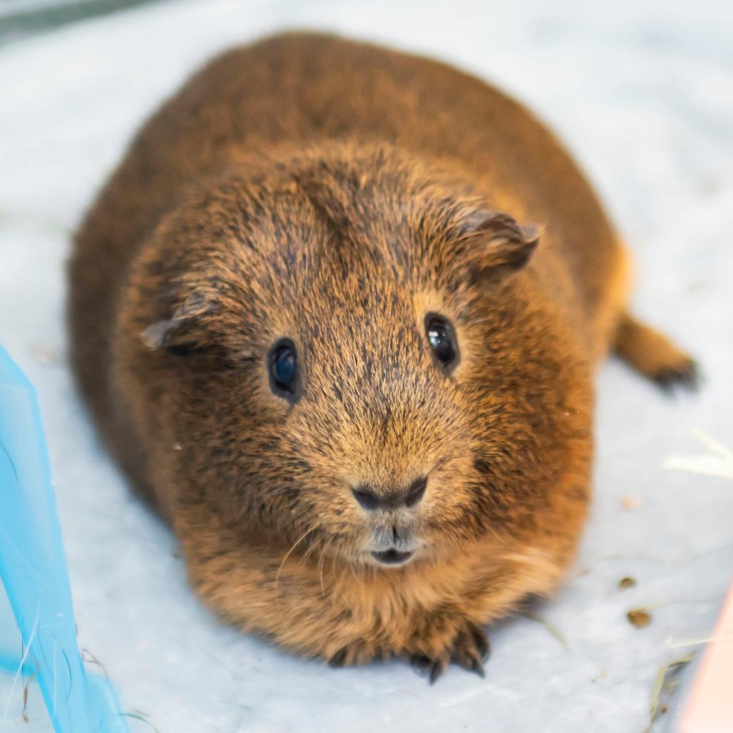 Enlarge Chestnut, a Adoptable Guinea Pig in Middletown, RI image 1/1