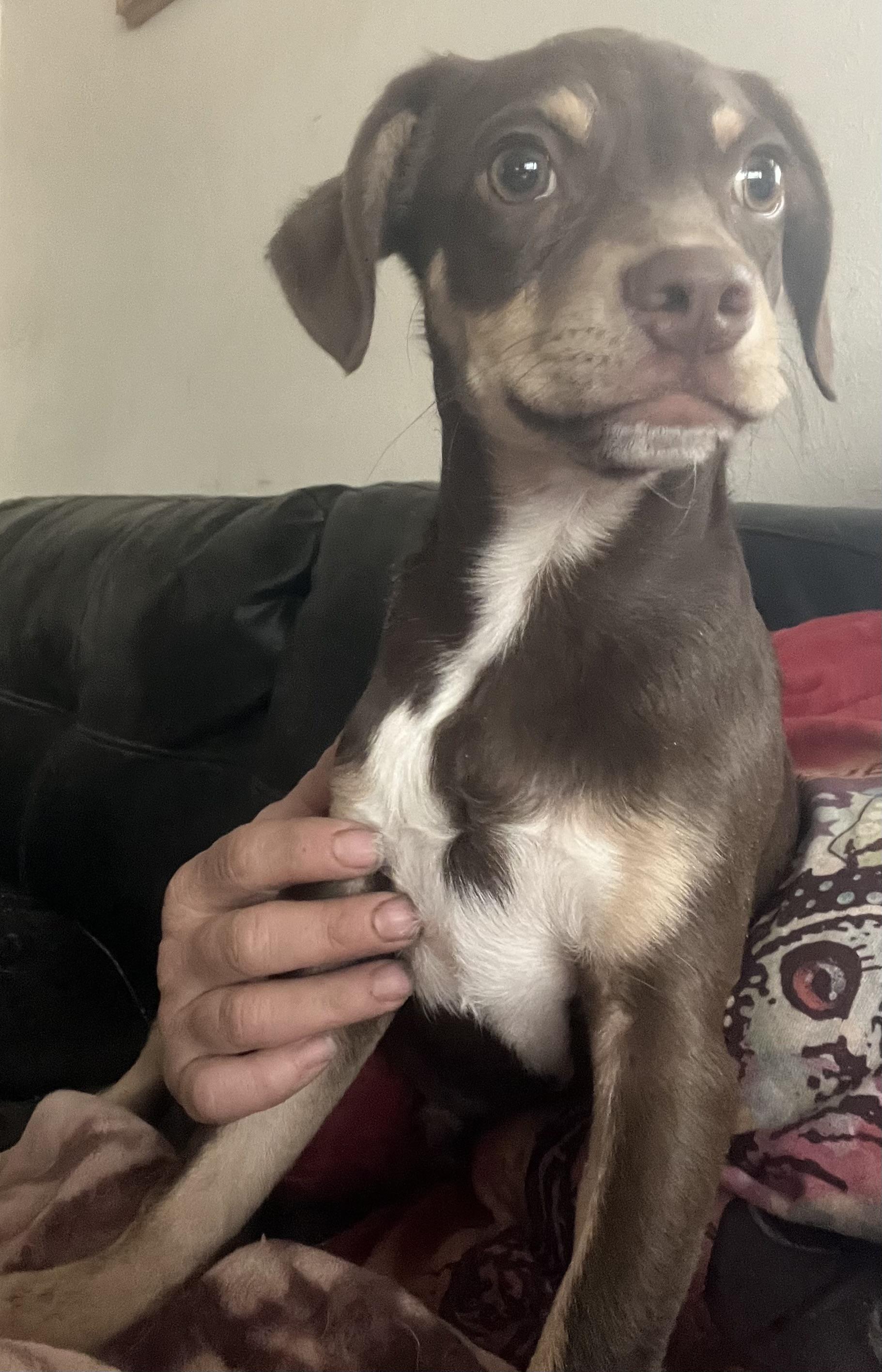 Enlarge Andy, a Adoptable mixed breed in Longmont, CO image 2/2