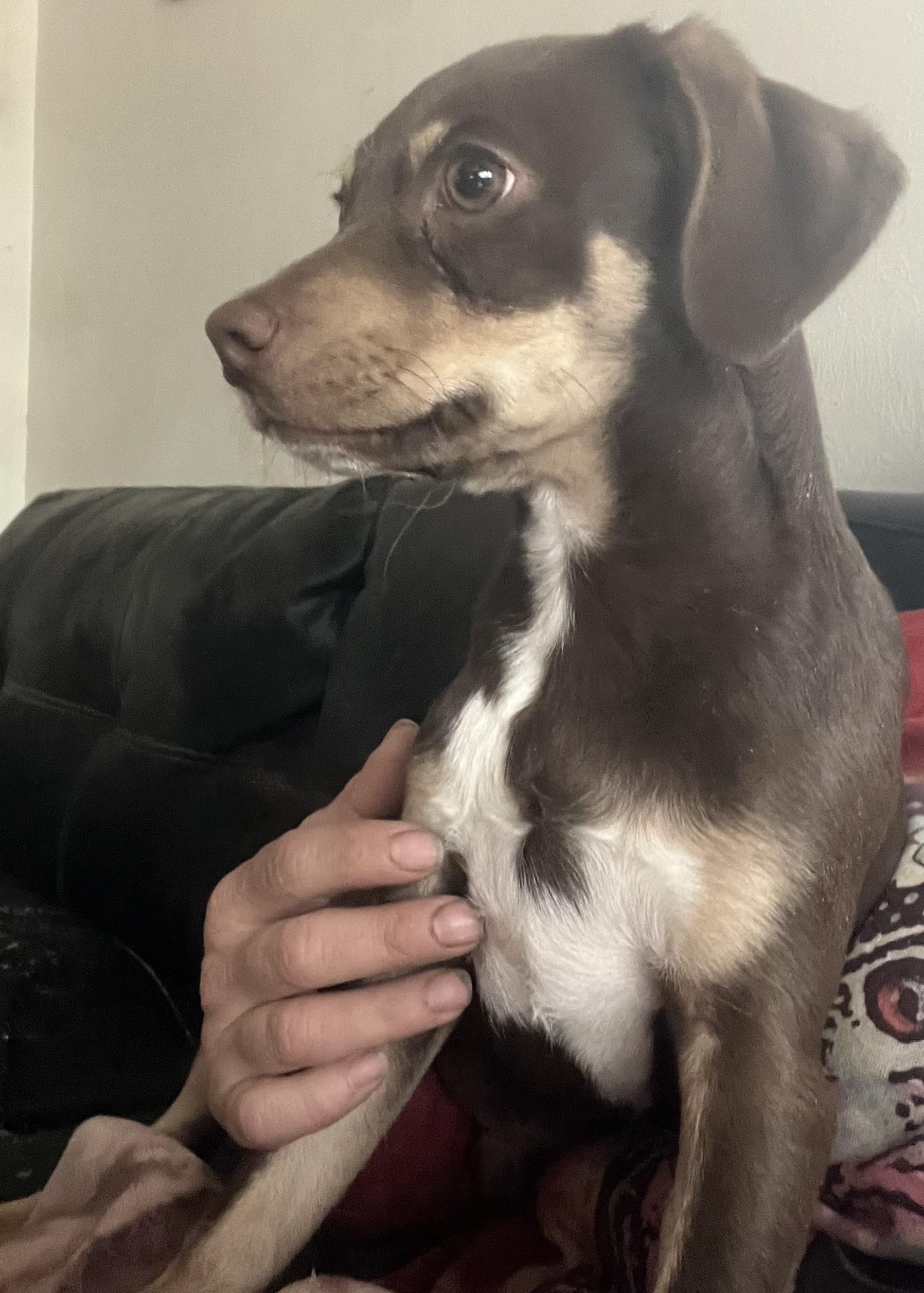 Andy, Adoptable, Puppy Male Chihuahua.