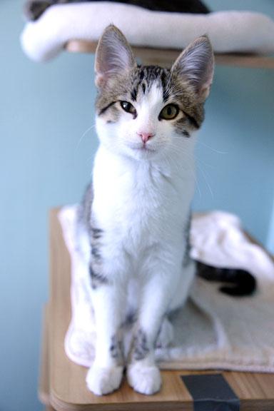 Rudolph: Adoption pending!, a Adoptable mixed breed in Fort Leavenworth, KS image 2/5