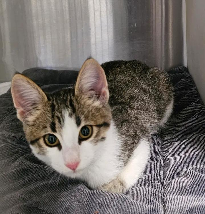 Rudolph, Adoptable, Adult Male Domestic Short Hair & Tabby.