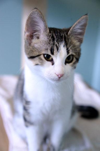 Rudolph: Adoption pending!, a Adoptable mixed breed in Fort Leavenworth, KS image 1/5