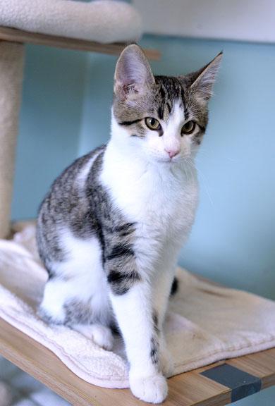 Rudolph: Adoption pending!, a Adoptable mixed breed in Fort Leavenworth, KS image 3/5