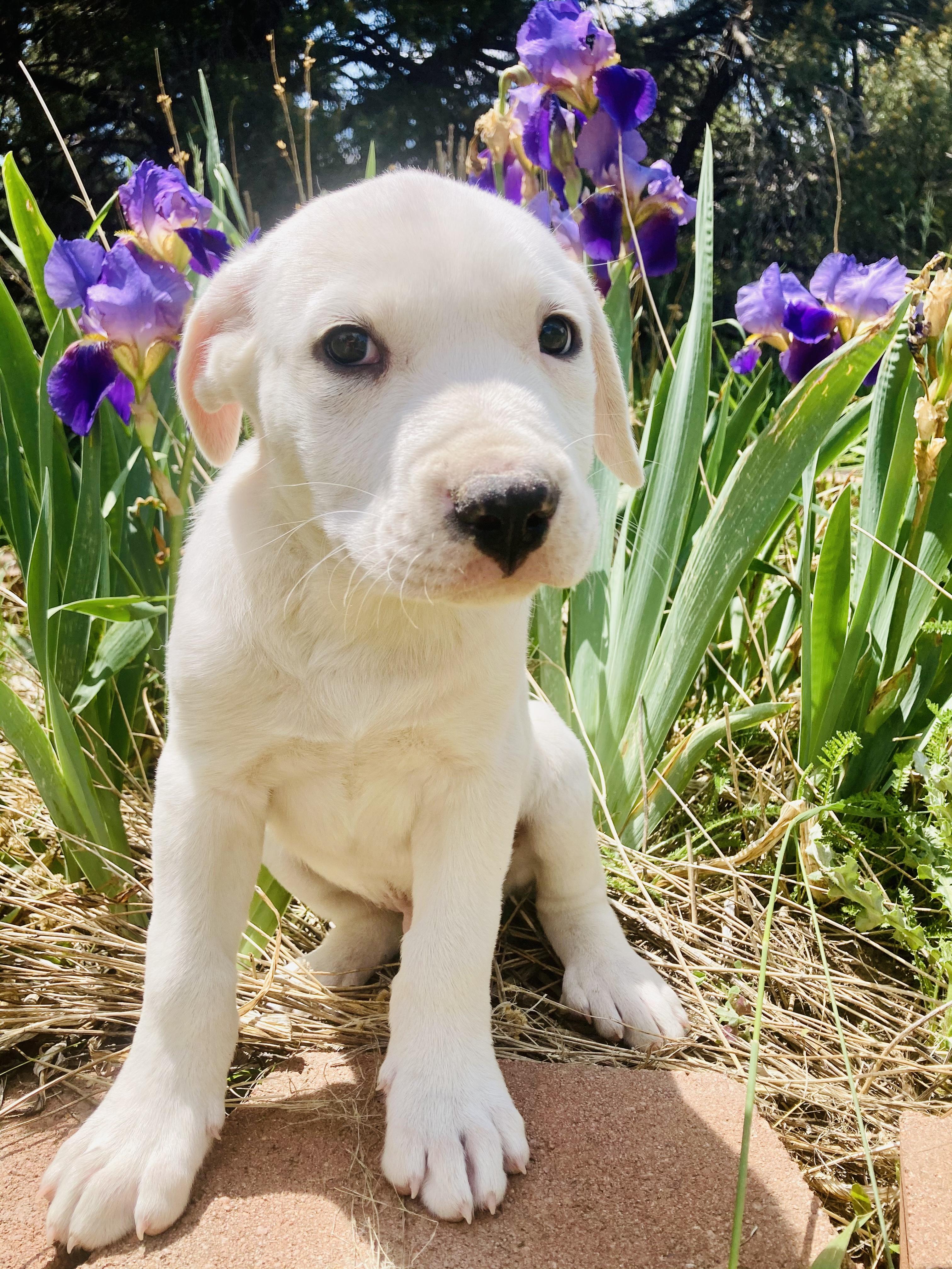 Enlarge Hamish, a Adopted mixed breed in RYE, CO image 1/5