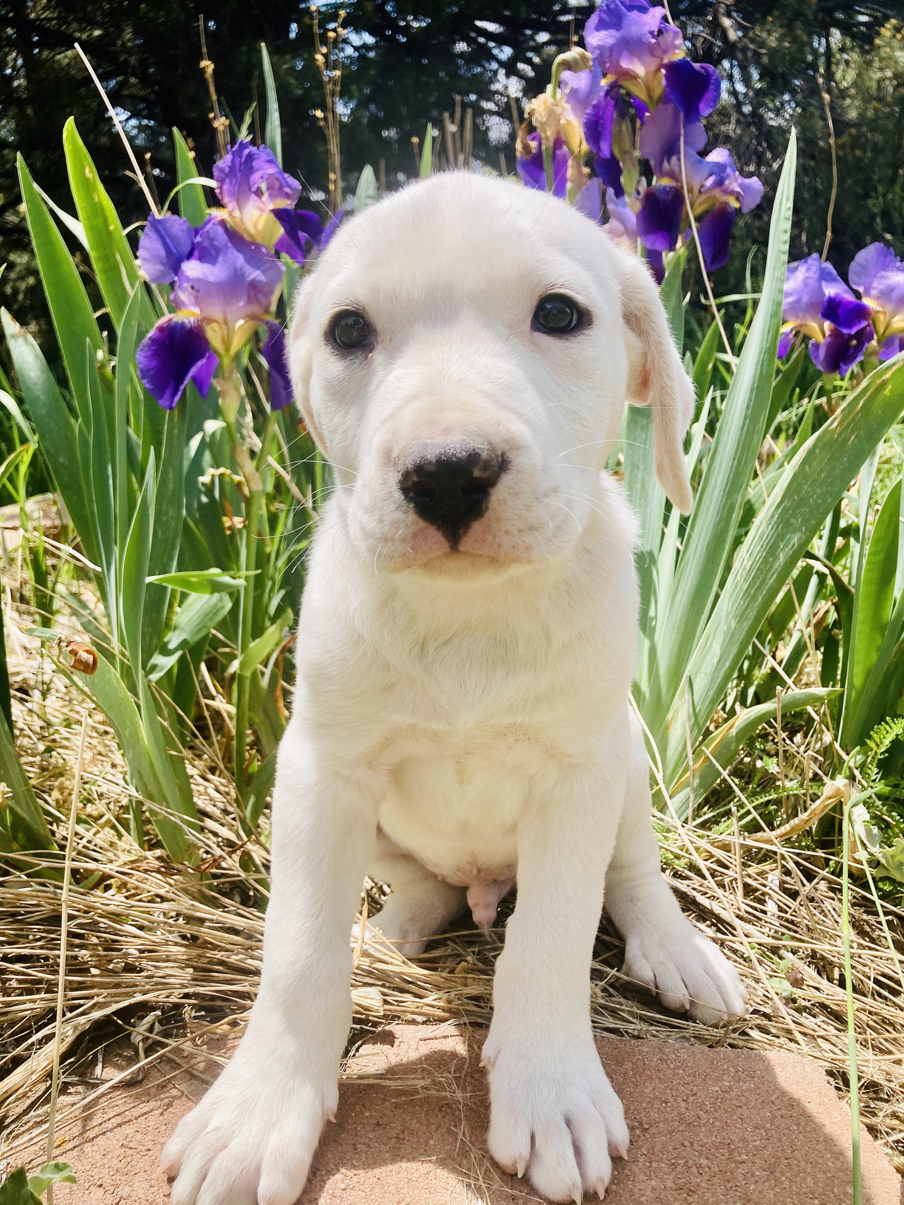 Enlarge Hamish, a Adopted mixed breed in RYE, CO image 3/5