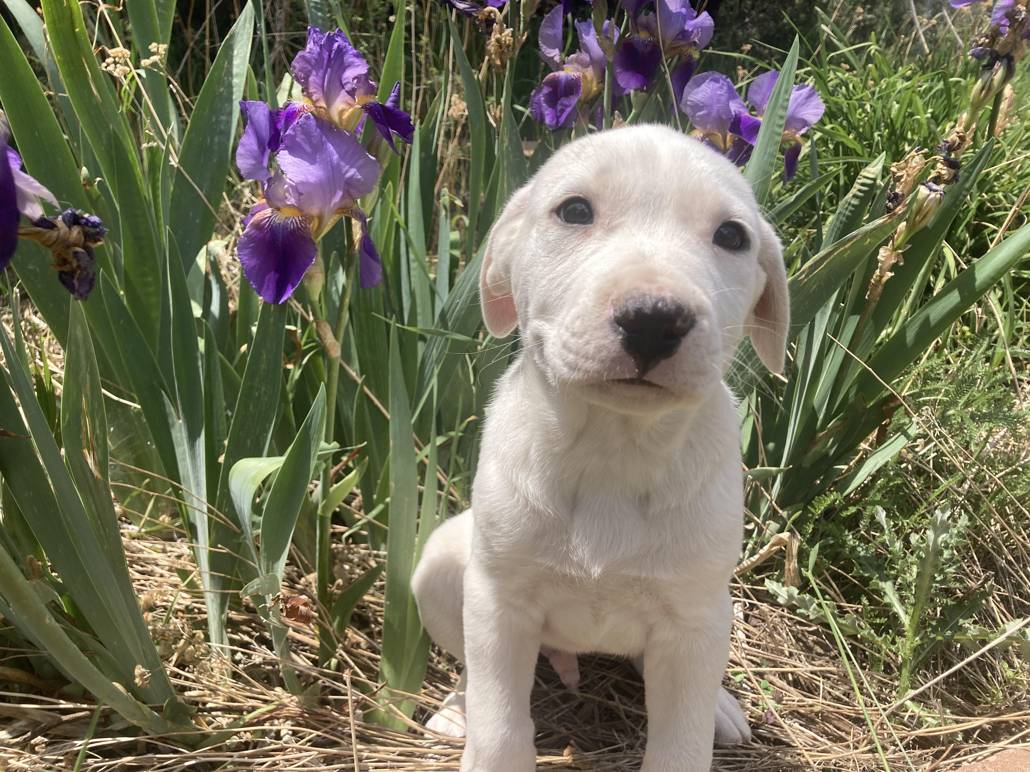 Enlarge Hamish, a Adopted mixed breed in RYE, CO image 4/5