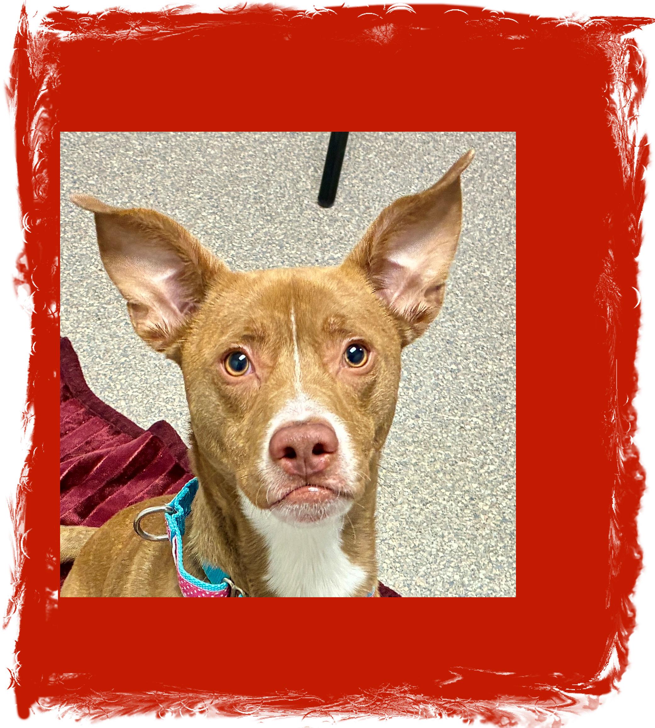 Dobie A++, Adoptable, Young Male Terrier.