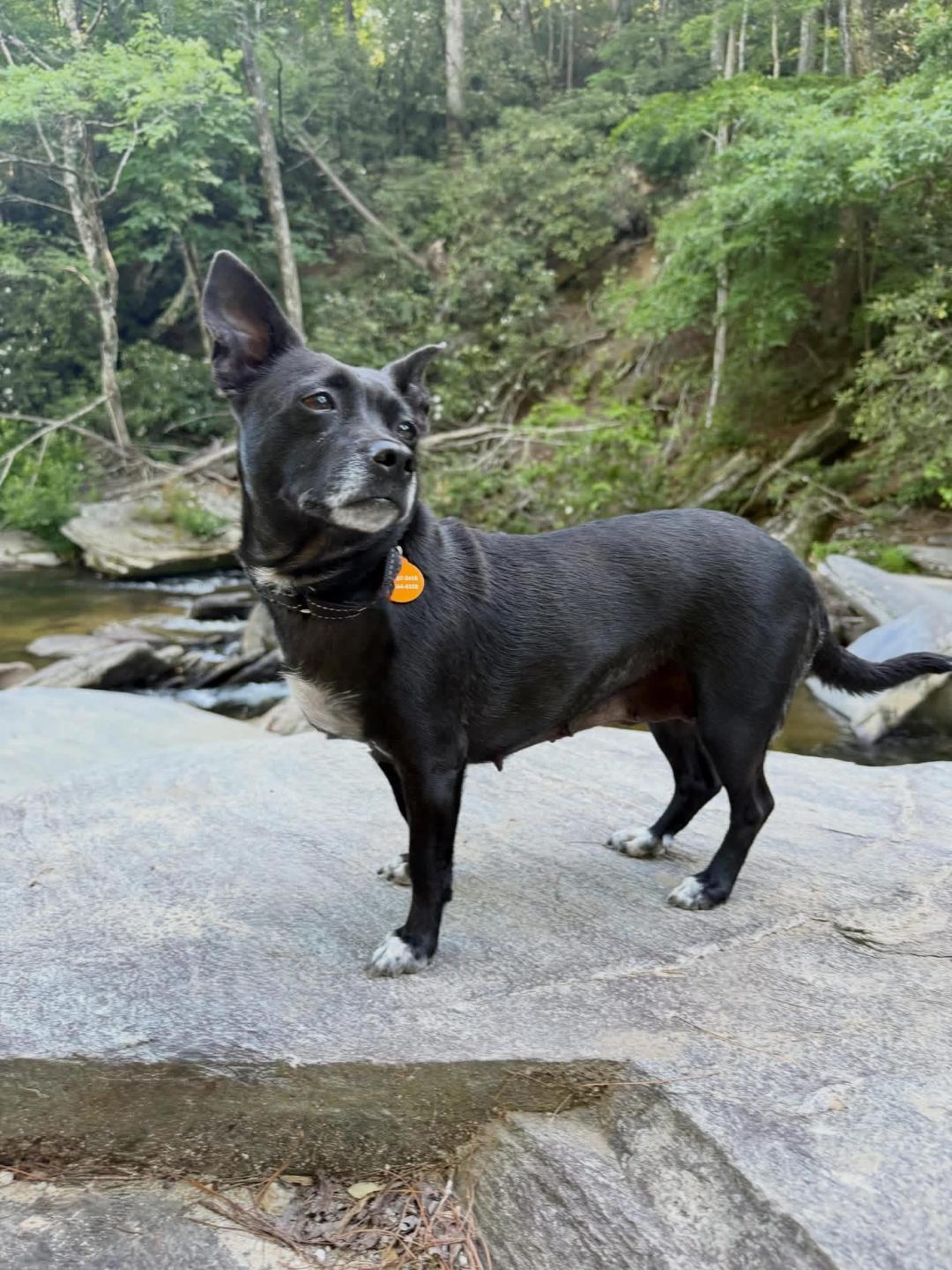 Babe, adopted, Adult Female Chihuahua & Dachshund.