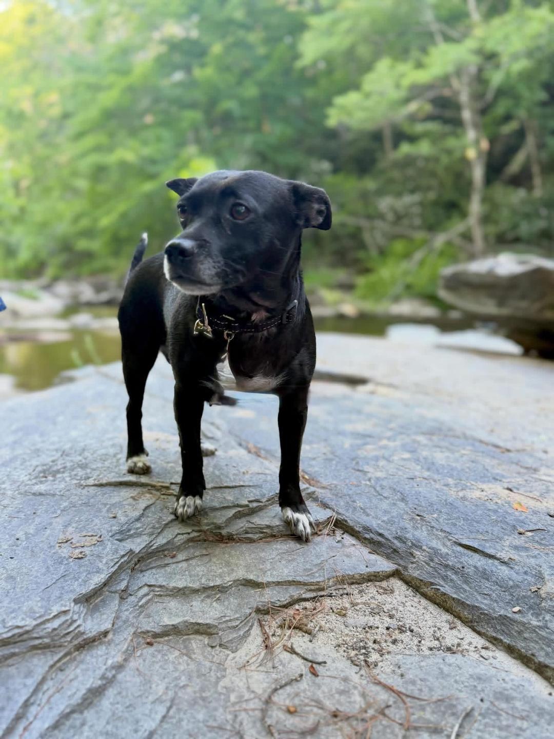 Babe, an adopted mixed breed in Winston-Salem, NC image 4/5