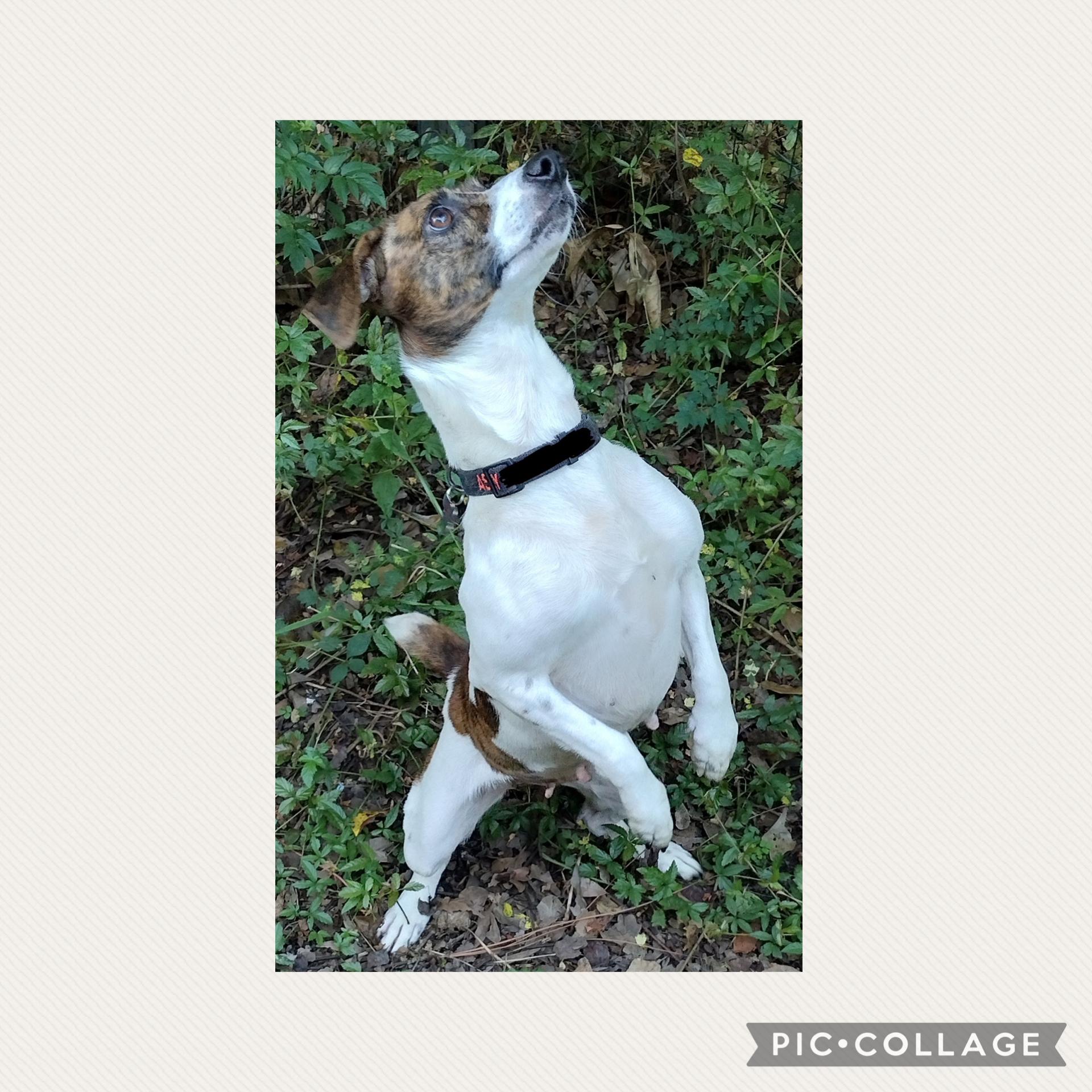 Enlarge Dejah, a Adoptable mixed breed in Mobile, AL image 1/4