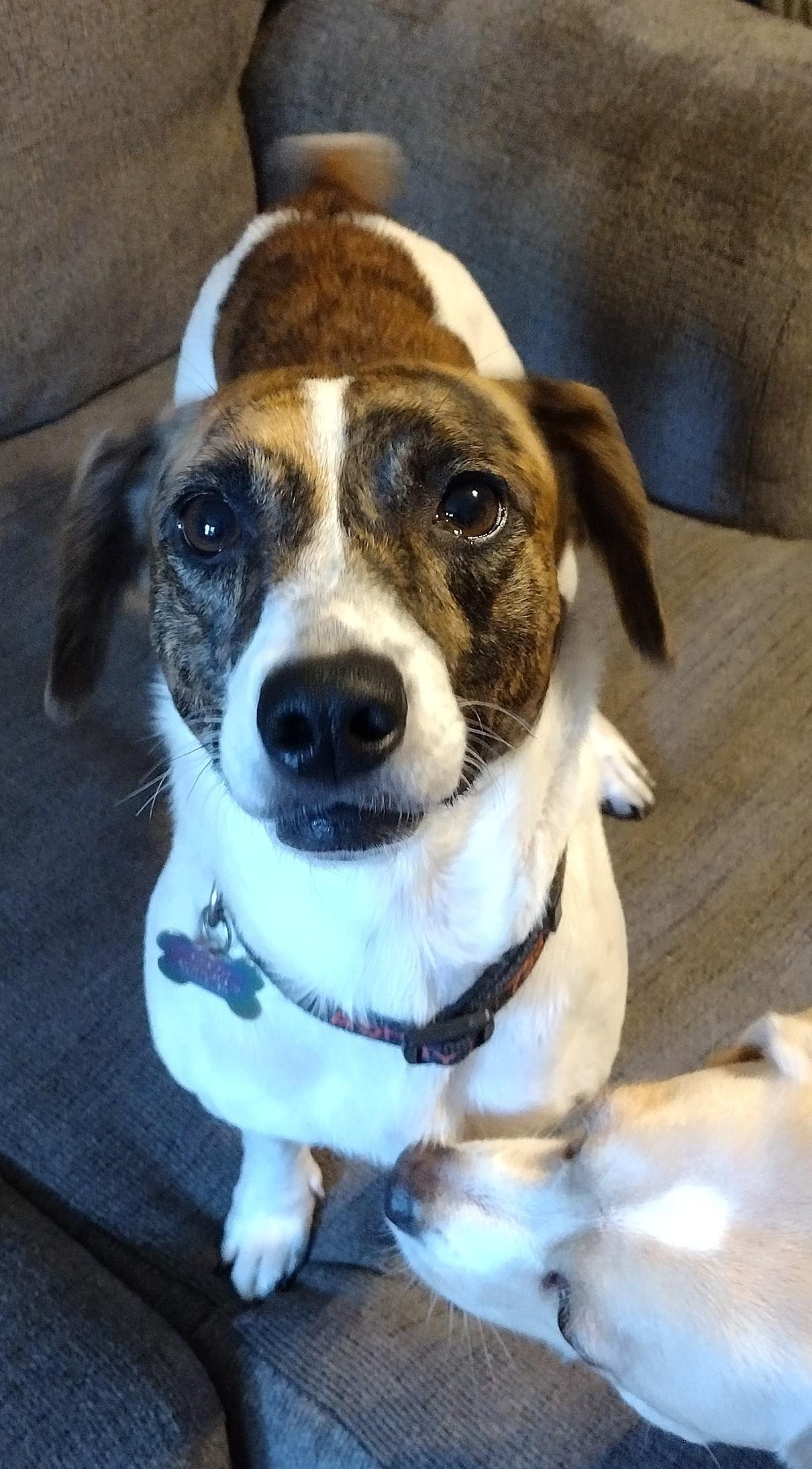 Enlarge Dejah, a Adoptable mixed breed in Mobile, AL image 3/4