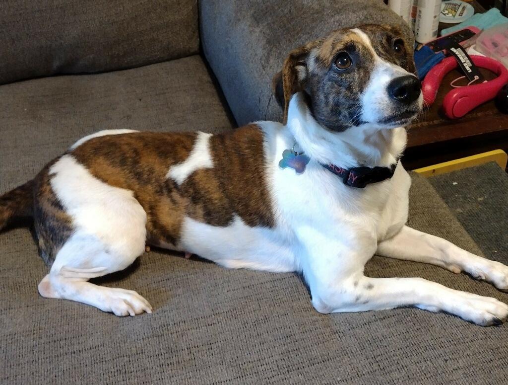 Enlarge Dejah, a Adoptable mixed breed in Mobile, AL image 4/4