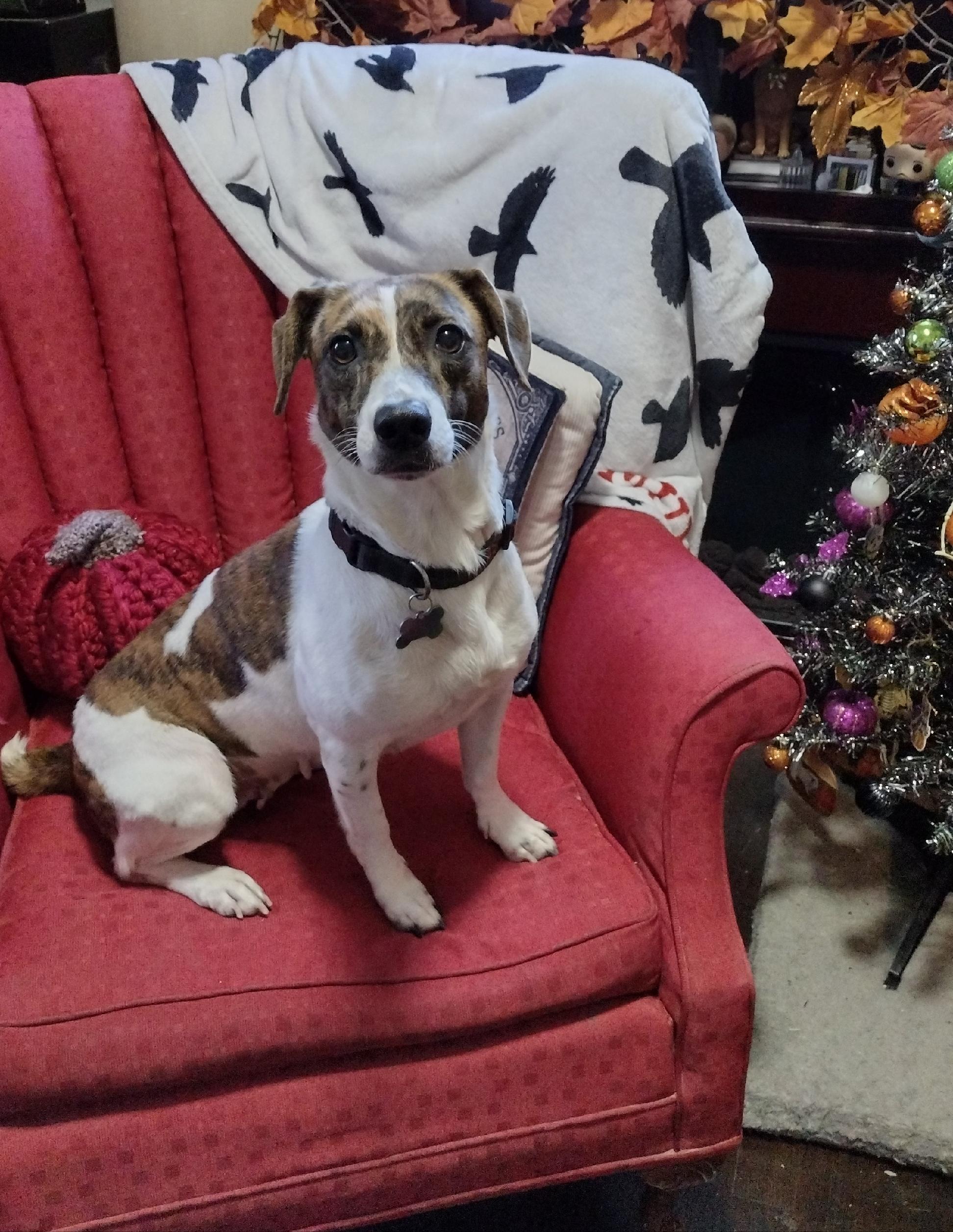 Enlarge Dejah, a Adoptable mixed breed in Mobile, AL image 2/4