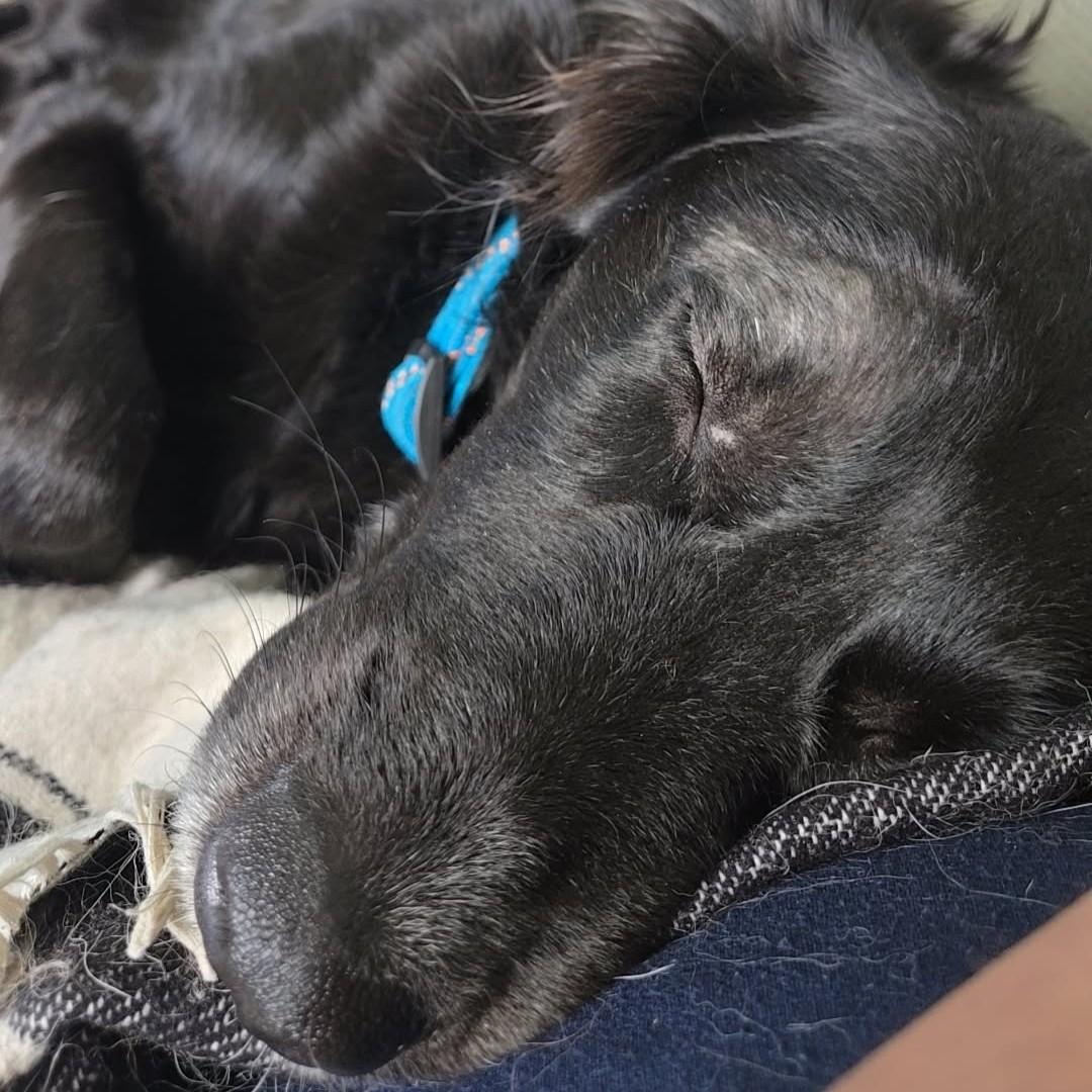 Dolly Courtesy Listing, ADOPTABLE, Adult Female Flat-Coated Retriever.