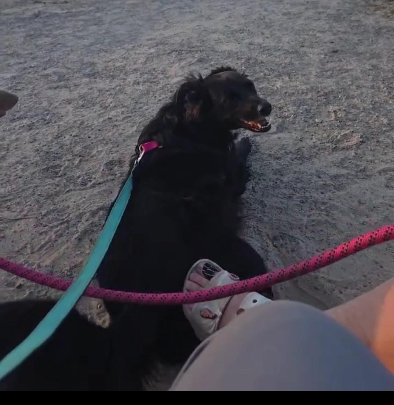 Dolly Courtesy Listing, a ADOPTABLE Flat-Coated Retriever in Midland, MI image 3/6