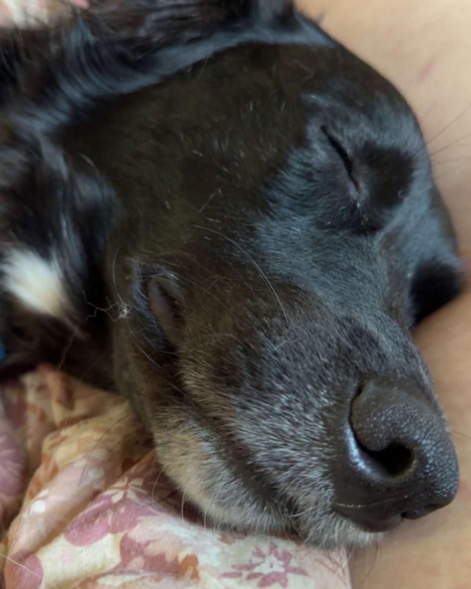 Dolly Courtesy Listing, a ADOPTABLE Flat-Coated Retriever in Midland, MI image 4/6