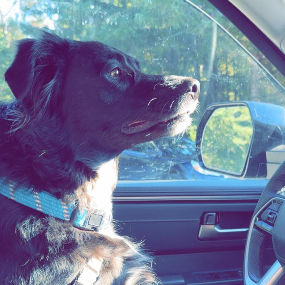 Dolly Courtesy Listing, a ADOPTABLE Flat-Coated Retriever in Midland, MI image 5/6