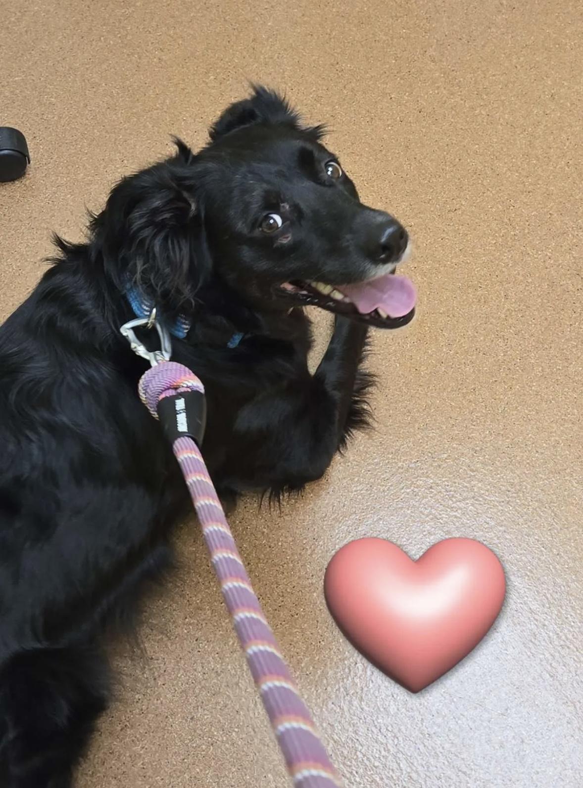 Dolly Courtesy Listing, a ADOPTABLE Flat-Coated Retriever in Midland, MI image 6/6