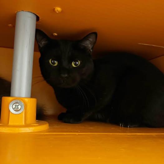 Shadow at Fat Cat Cafe, an adopted Domestic Short Hair in Tallahassee, FL image 2/2