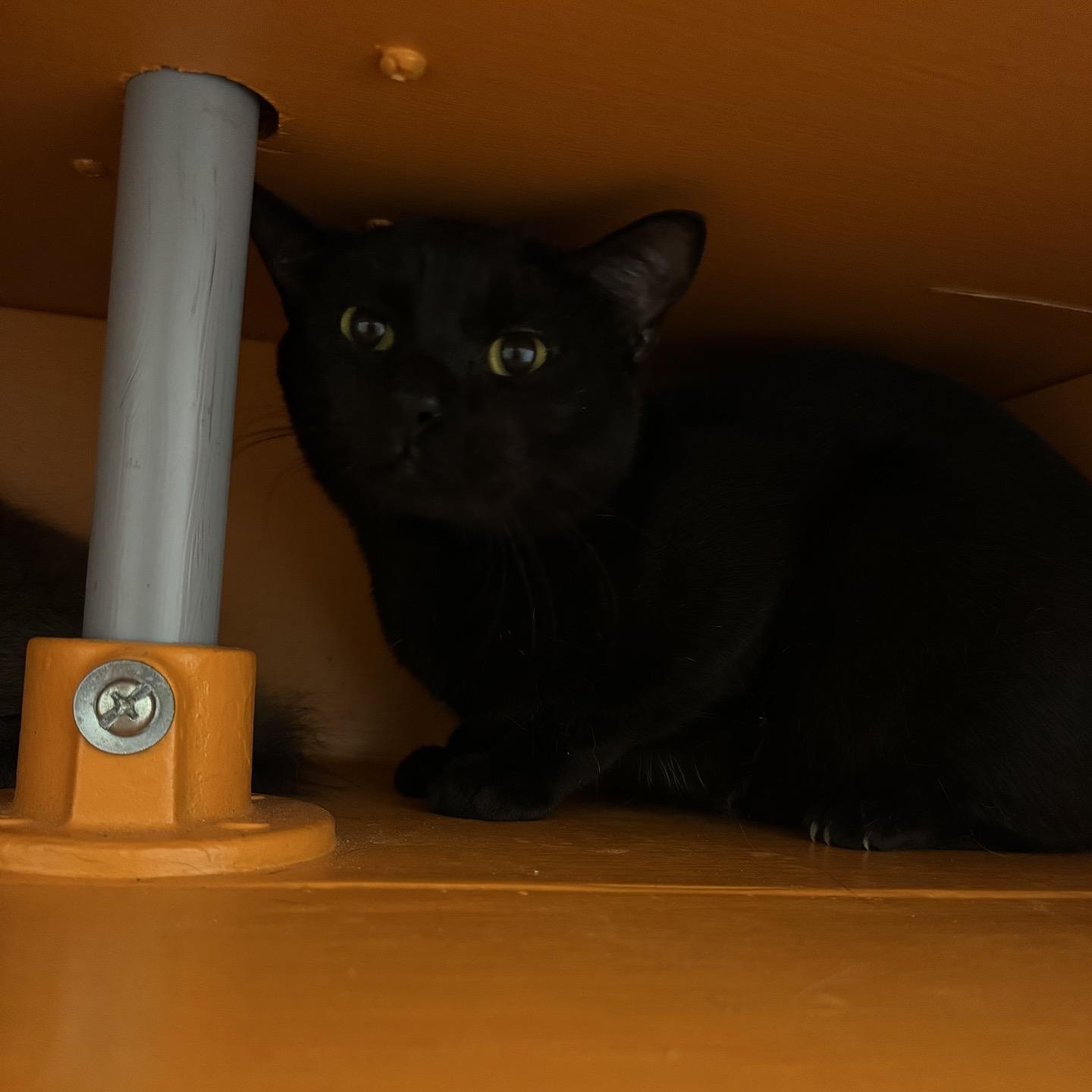 Enlarge Shadow @ Fat Cat Cafe, a ADOPTABLE Domestic Short Hair in Tallahassee, FL image 1/1