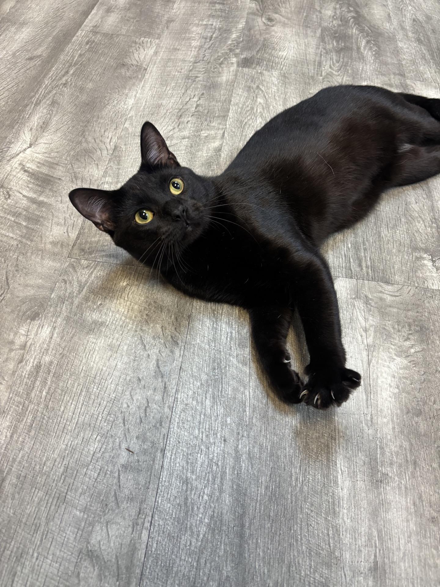 Shadow at Fat Cat Cafe, adopted, Young Male Domestic Short Hair.