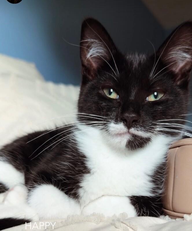 Chickadee, Adoptable, Young Male Domestic Medium Hair.