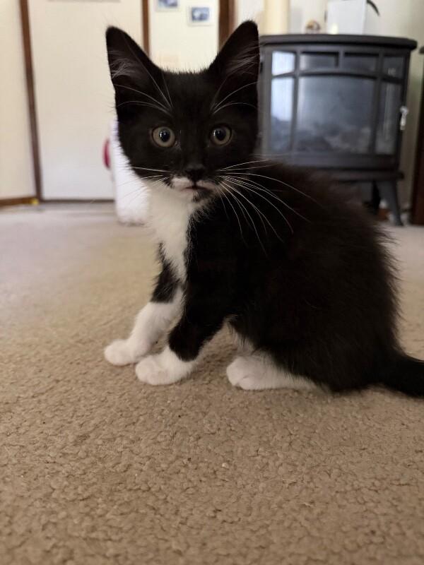 Enlarge Chickadee, a Adoptable Domestic Medium Hair in Grand Rapids, MI image 3/4