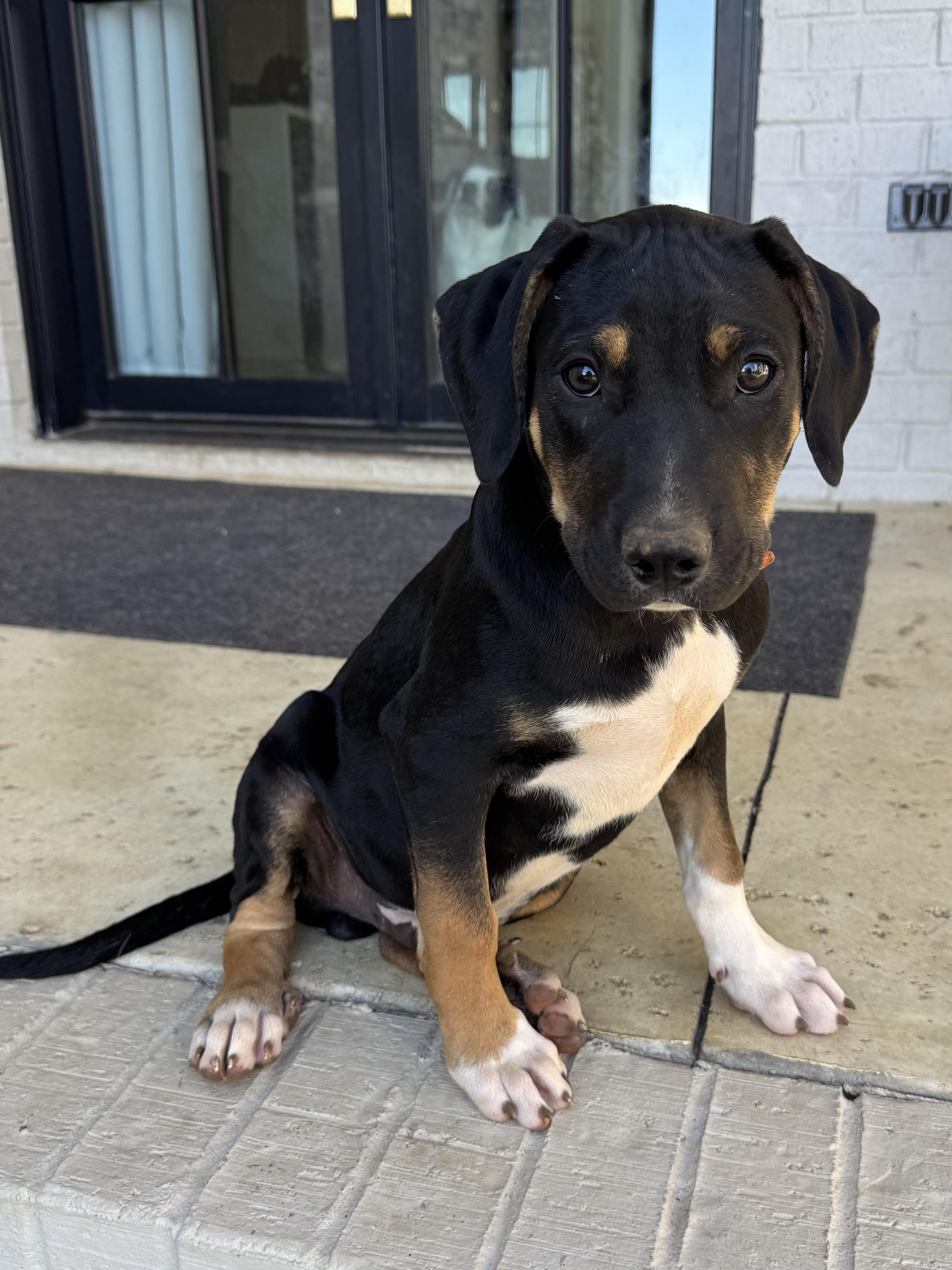 Enlarge Knox, an adoptable mixed breed in Mount Juliet, TN image 2/6